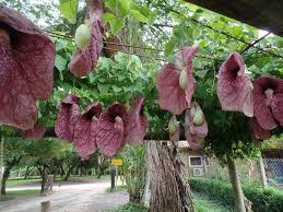 Image result for Aristolochia gigantea
