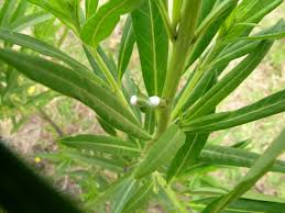 Image result for Gomphocarpus physocarpus