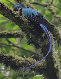 Las plumas eran símbolo de riqueza y de estatus. El Quetzal Ave Nacional De Guatemala Deguate Com