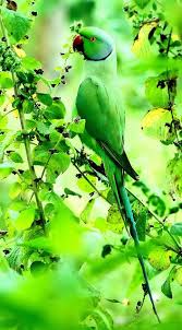 Green Bird With Red Ring Around Neck 