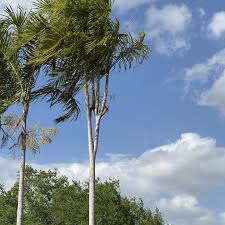 Image result for Carpentaria