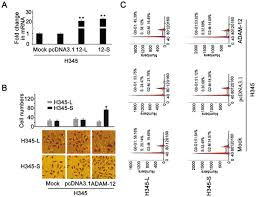 ADAM-12 as a Diagnostic Marker for the Proliferation, Migration and  Invasion in Patients with Small Cell Lung Cancer