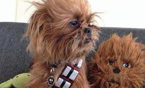 Top 20 Cat & Dog Costumes Ideas for Halloween at Bay Meadows: San Mateo