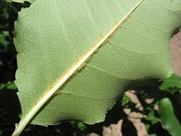 Image result for Prunus serotina