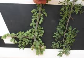 Image result for Acacia mellifera