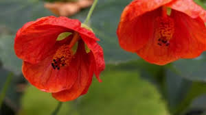 It's been grown in india from as far back as 5,000 years. Abutilon Large Genus Flowering Plants Mallow Family Malvaceae General Common Video By C Bestphotostudio Stock Footage 189047588