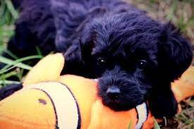 The international designer canine registry recognizes them under both poochon and bichpoo. Wakefield Ri Bichon Frise Meet Lulu Our Bich Poo Puppy A Pet For Adoption