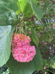 Image result for Dombeya shupangae