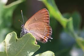 Image result for Satyrium sceptrum