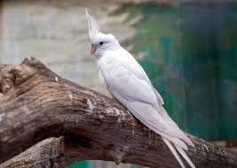 Cockatiels do not make good pets; White Faced Cockatiel Personality Pictures Diet Care Guide Pet Keen