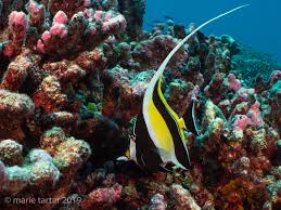 Image result for Faroa affinis