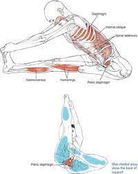 This is the final pose of sirsasana. Sitting Poses Yoga Anatomy 2nd Edition