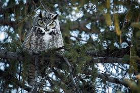 Why Do Owls Hoot At Night Some Cool Owl Facts Examples