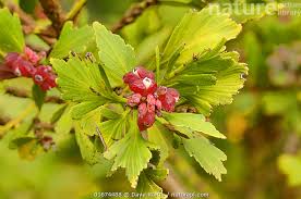 Image result for Phyllocladus