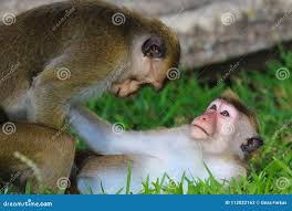 Macaque monkey sex, mating stock image. Image of ruins - 112022163