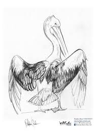 Pelican Wings Anatomy And Plumage Wingspan Of Australian Pelican Please Note Additional Feather Group Hum Wing Anatomy Feather Anatomy Anatomy For Artists