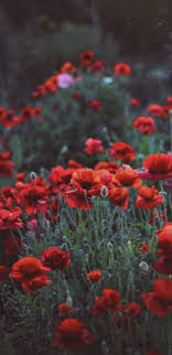 Poppies Flower Field Meadow Spring Wallpaper Poppy Flower Wallpaper Iphone 1440x2960 Wallpaper Teahub Io Best poppy wallpaper, desktop background for any computer, laptop, tablet and phone. poppies flower field meadow spring