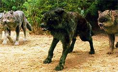 Here is how the story goes: Wolves Fighting Gif