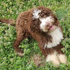 Australian labradoodle puppies that are simply the cutest you can find. Belleauwood Labradoodles Australian Labradoodle Puppies Raleigh North Carolina Belleauwood Labradoodles