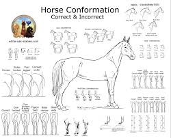 Visual Horse Conformation White Oak Stables
