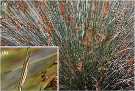 Image result for Restionaceae