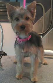 Silky Terrier Short Haircut Silky Get Free Printable Hairstyle Pictures
