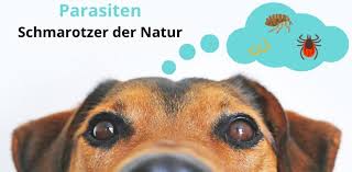 Parasiten, die den hund heimsuchen, können überaus lästig werden. Parasiten Das Musst Du Uber Die Schmarotzer Wissen