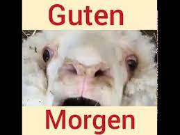 Guten morgen bilder für whatsapp. Guten Morgen Grusse Youtube
