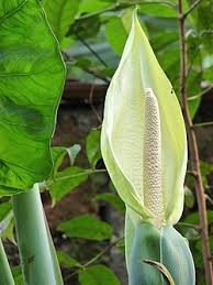 Image result for Araceae