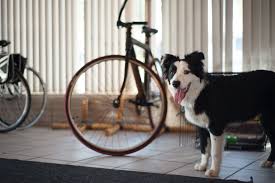 C2c border collies was created out of our love of the magnificent and amazing border collie breed. Border Collie Puppies Denver Colorado Bmo Show