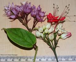 Image result for Clerodendrum poggei