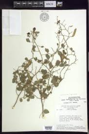 Image result for Chamaecrista fenarolii