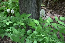 Image result for Walleria mackenziei