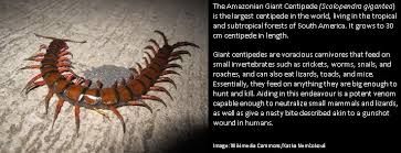 Amazonian giant centipede scolopendra gigantea linnaeus 1758. Red Dwarf Science Ø¯Ø± ØªÙˆÛŒÛŒØªØ± 1 2 The Amazonian Giant Centipede Is The Largest Centipede Known To Date Growing On Average To Around 30 Centimetres Https T Co Er0fj0k9ph