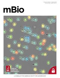 Outer membrane vesicles and the outer ...