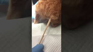 Discover the facts about tapeworms in cats. Tapeworm Cat Youtube