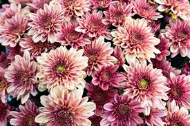 Romantic pastel artificial flowers to give your wedding bouquets and centerpieces a touch of spring. 30 Pink Flowers For Gardens Perennials Annuals With Pink Blossoms