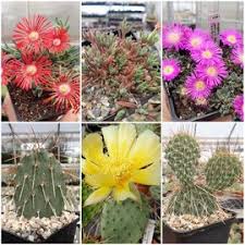 They can be grown both outdoors or indoors many people ask how to take care of succulents indoors? Homepage Uhlig Kakteen More Than 5 000 Different Species