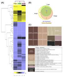 Únete a facebook para conectar con angela contreras y otras personas que quizá conozcas. Molecular Evidence Of The Avocado Defense Response To Fusarium Kuroshium Infection A Deep Transcriptome Analysis Using Rna Seq Peerj