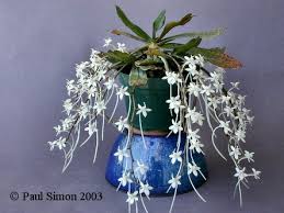 Image result for Aerangis appendiculata