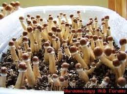 How To Grow Magic Mushrooms Shrooms In Bulk Bulk Techniques Full Tutorials Shroomology