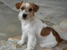 Meileur eleveur 2005 et 2006 chiens parson russel terrier. Eleveurs De Jack Russell Terrier Classee Par Departement