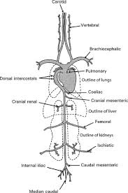 The Cardiovascular System Sciencedirect
