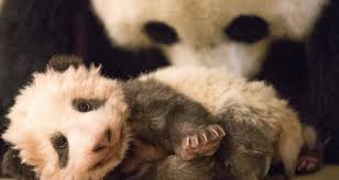 Ines est arrivée à beauval au printemps 2018, à l'aube de son premier anniversaire et en même temps qu'un jeune mâle prénommé browny ! Un Autre Bebe Panda Au Zooparc De Beauval Reponse Dans Quelques Jours