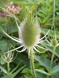 Image result for Dipsacaceae