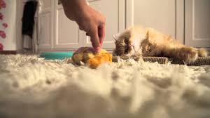 Adopt a rescue cat through petcurious. Domestic Longhair Kittens For Sale Adoptapet Com