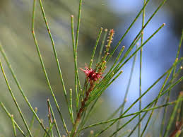 Image result for Casuarina littoralis