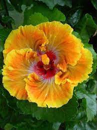 Yellow Flowers Send Flowers Online Online Flower Delivery Hibiscus Plant Hibiscus Amazing Flowers