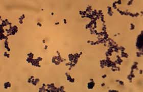 micrococcus microbewiki