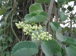 Image result for Cissus rotundifolia